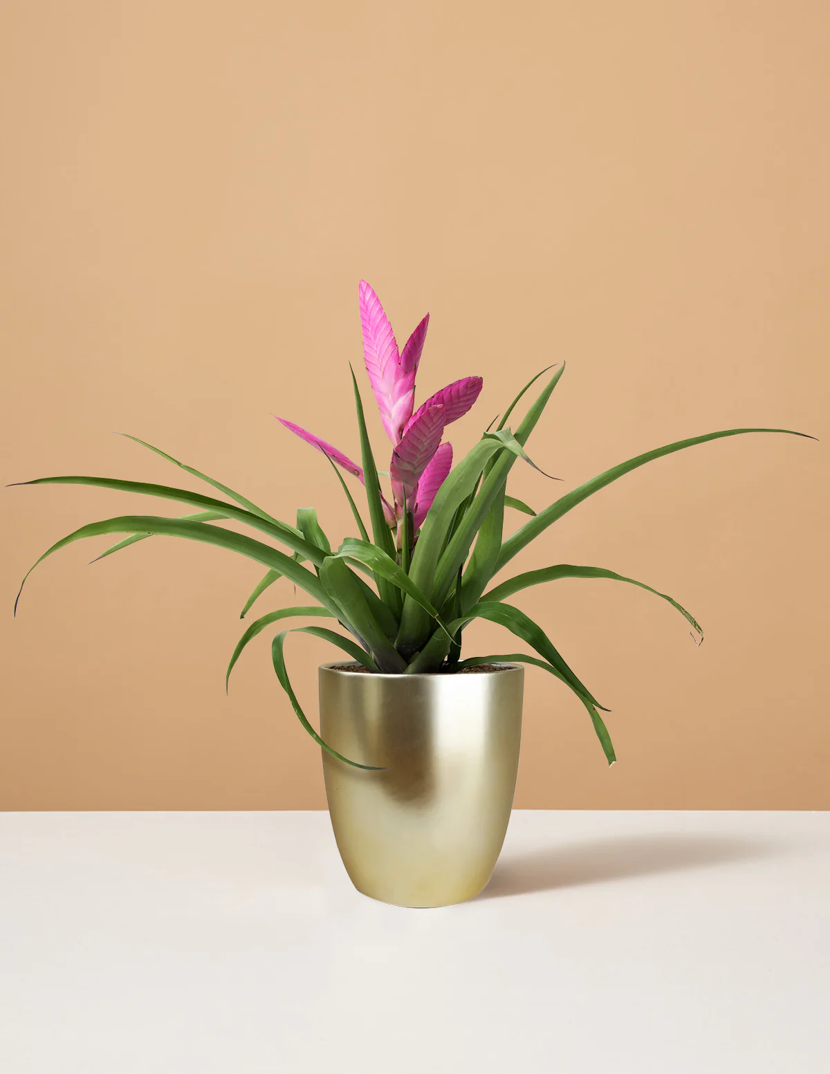 Bromeliad Antonio Pink - Image 10