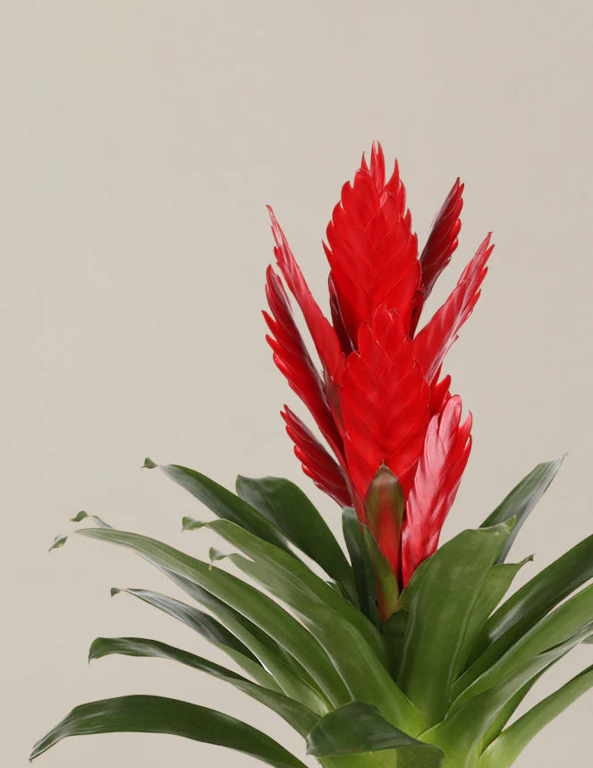 Bromeliad Assortment - Image 4