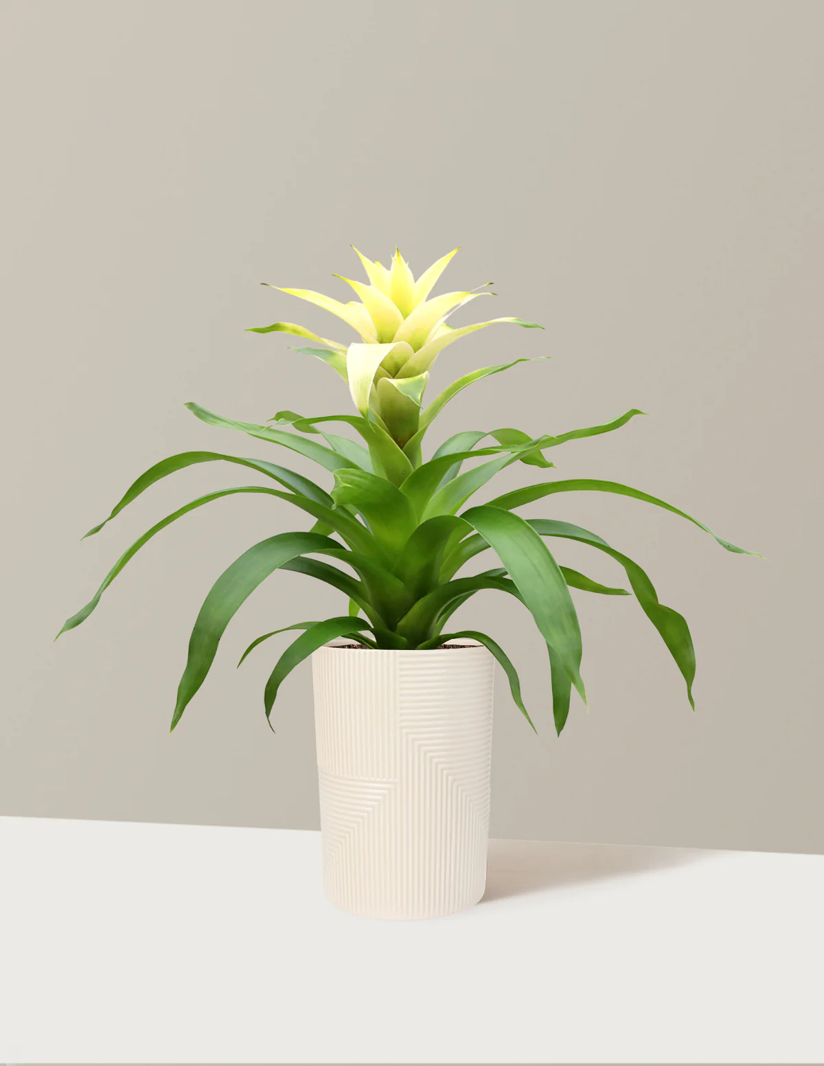 Bromeliad Deseo White - Image 3