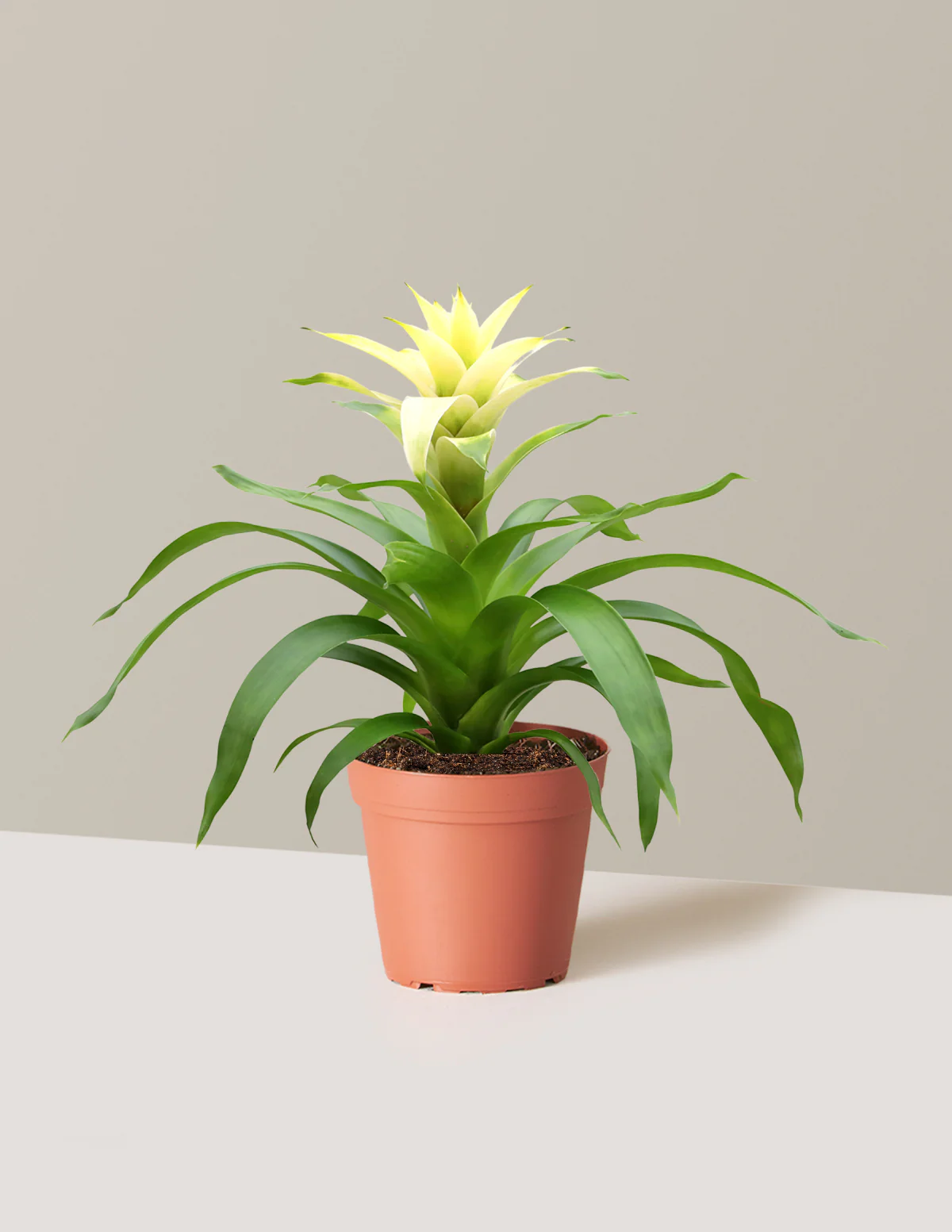 Bromeliad Deseo White - Image 4
