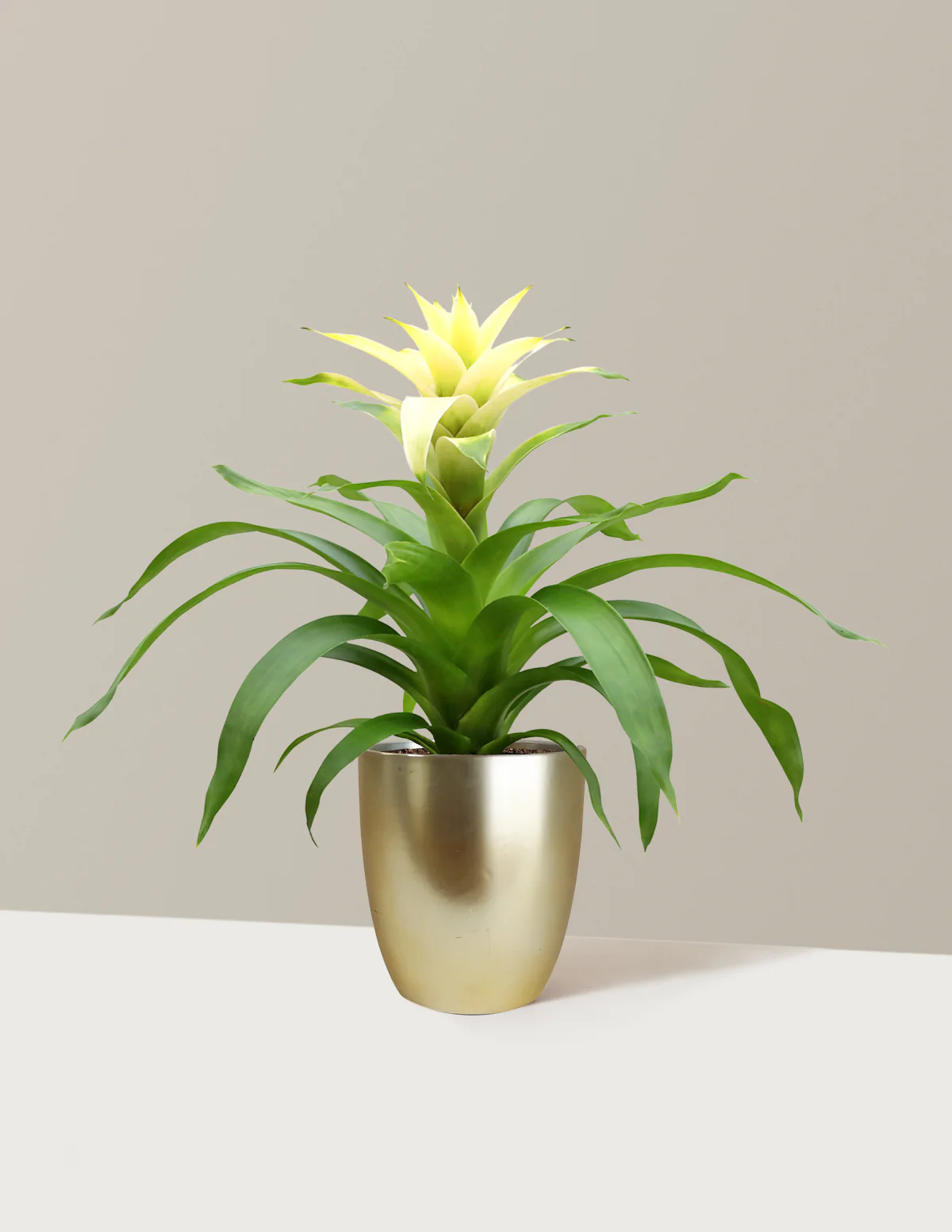 Bromeliad Deseo White - Image 5