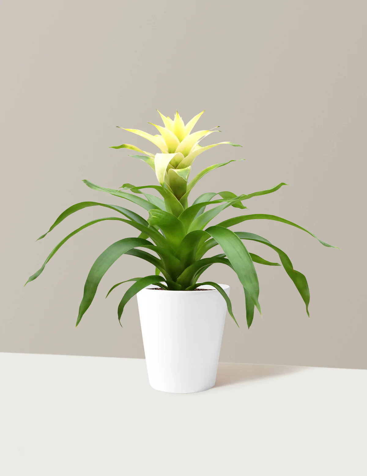 Bromeliad Deseo White - Image 6