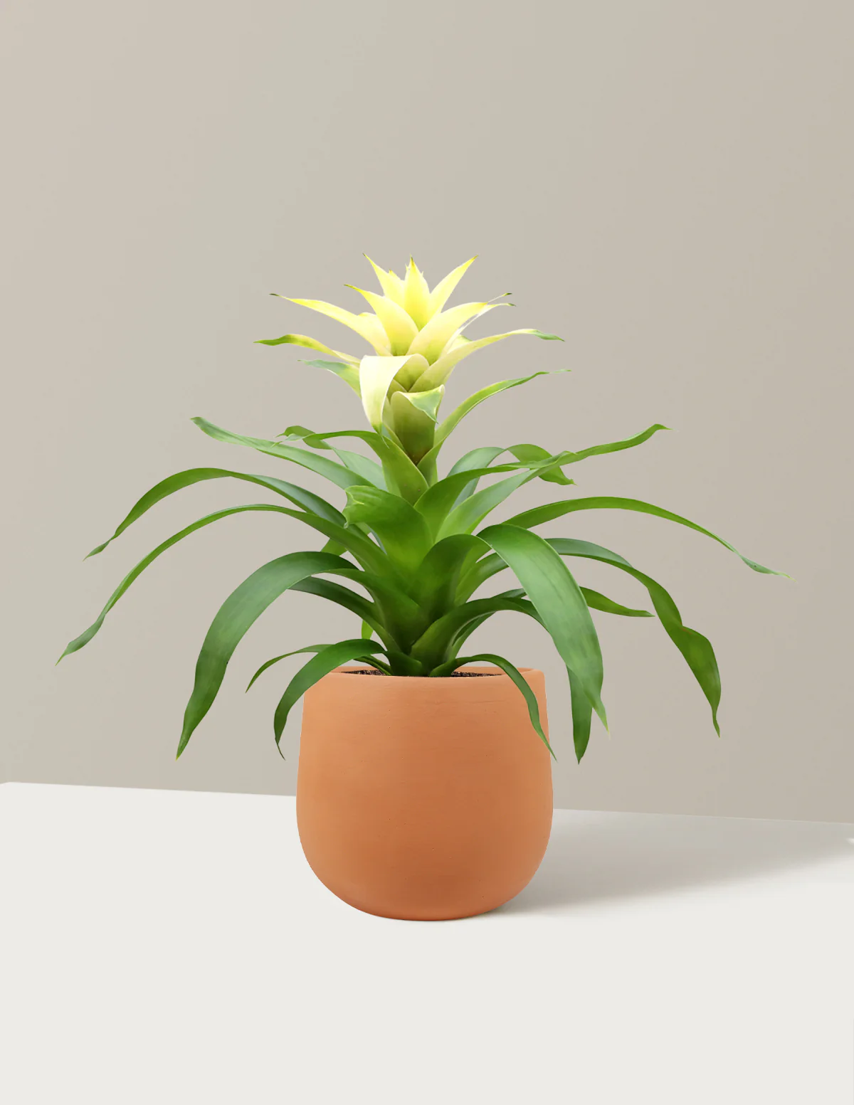 Bromeliad Deseo White - Image 7