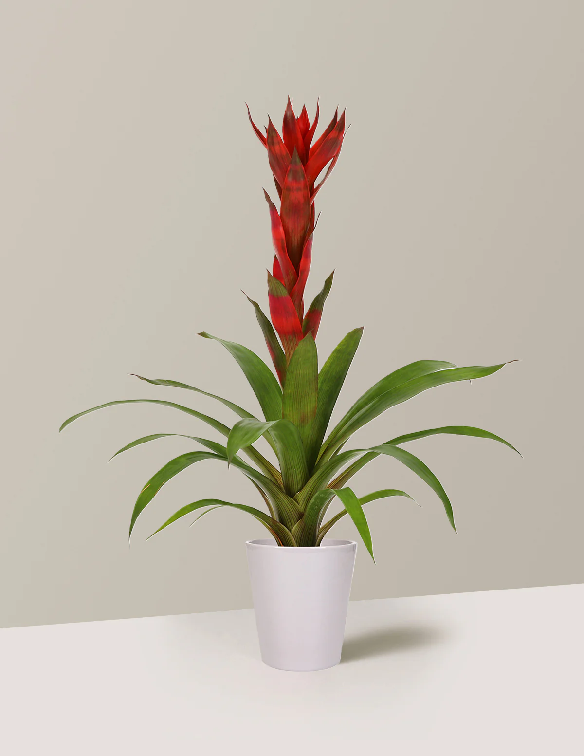 Bromeliad Guzmania 'Marsha' - Image 3