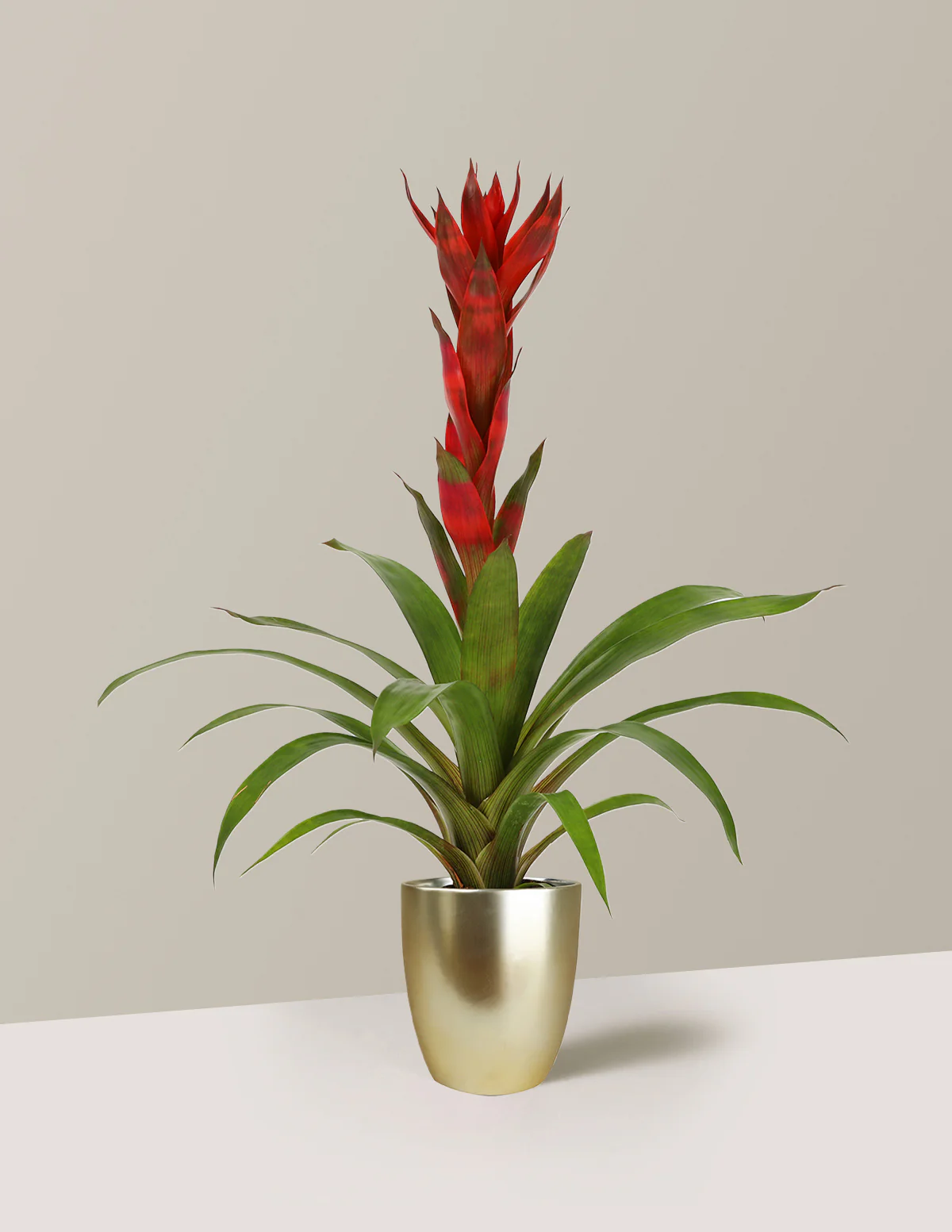 Bromeliad Guzmania 'Marsha' - Image 4