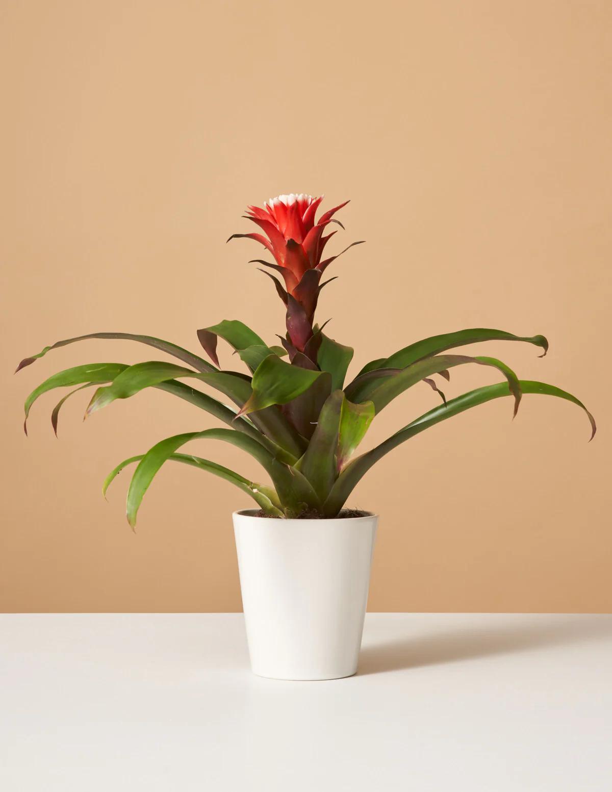 Bromeliad Red Guzmania Hope - Image 4