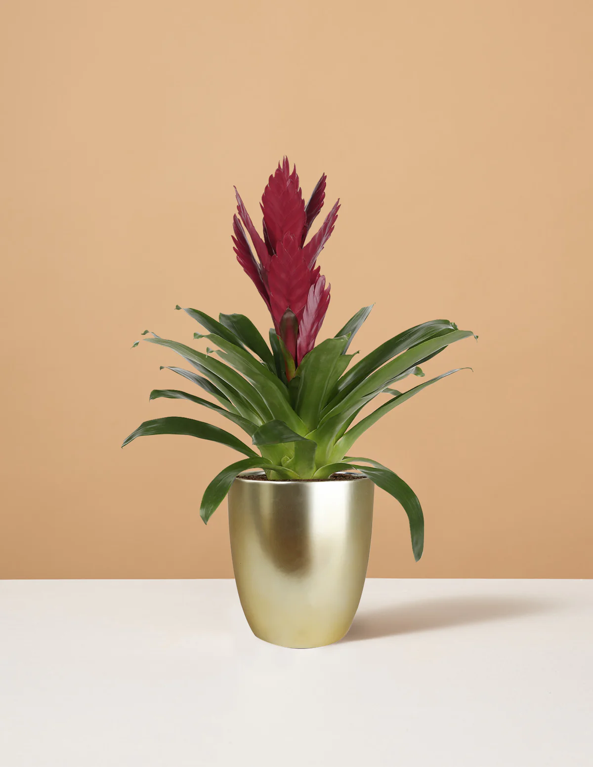 Bromeliad Vriesea ‘Albertina Maroon’ - Image 3