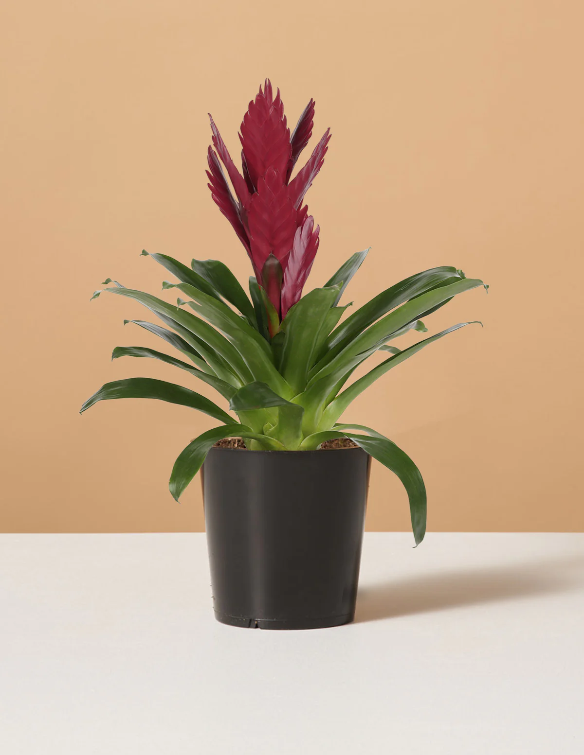 Bromeliad Vriesea ‘Albertina Maroon’ - Image 4