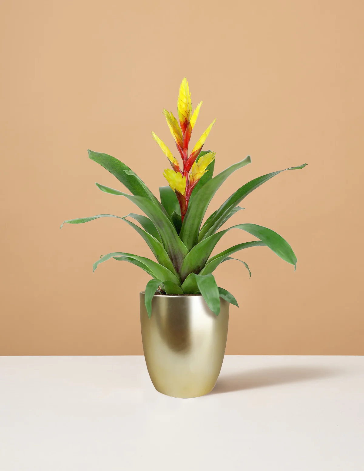 Bromeliad Vriesea Evita Yellow - Image 3
