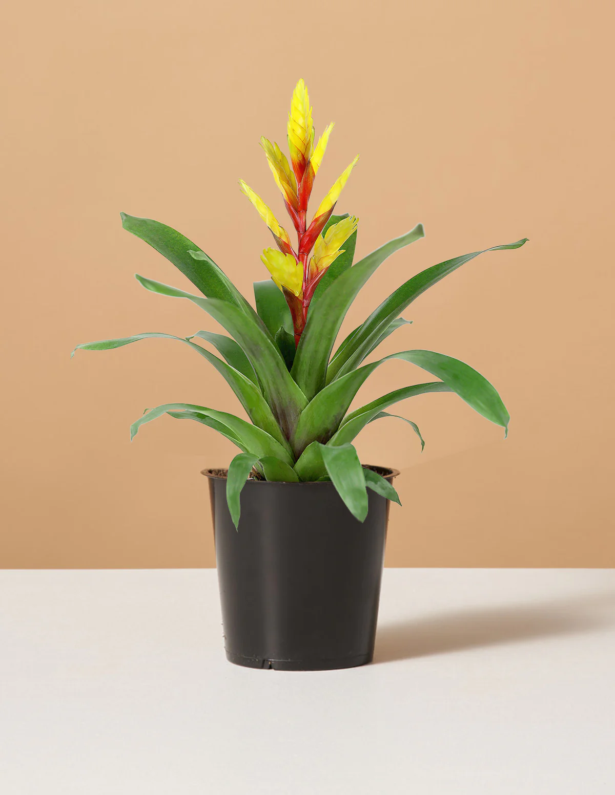 Bromeliad Vriesea Evita Yellow - Image 4