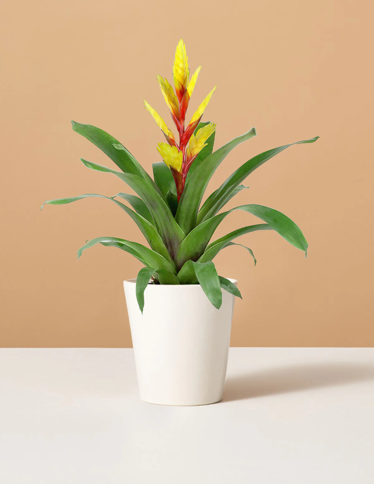 Bromeliad Vriesea Evita Yellow - Image 5
