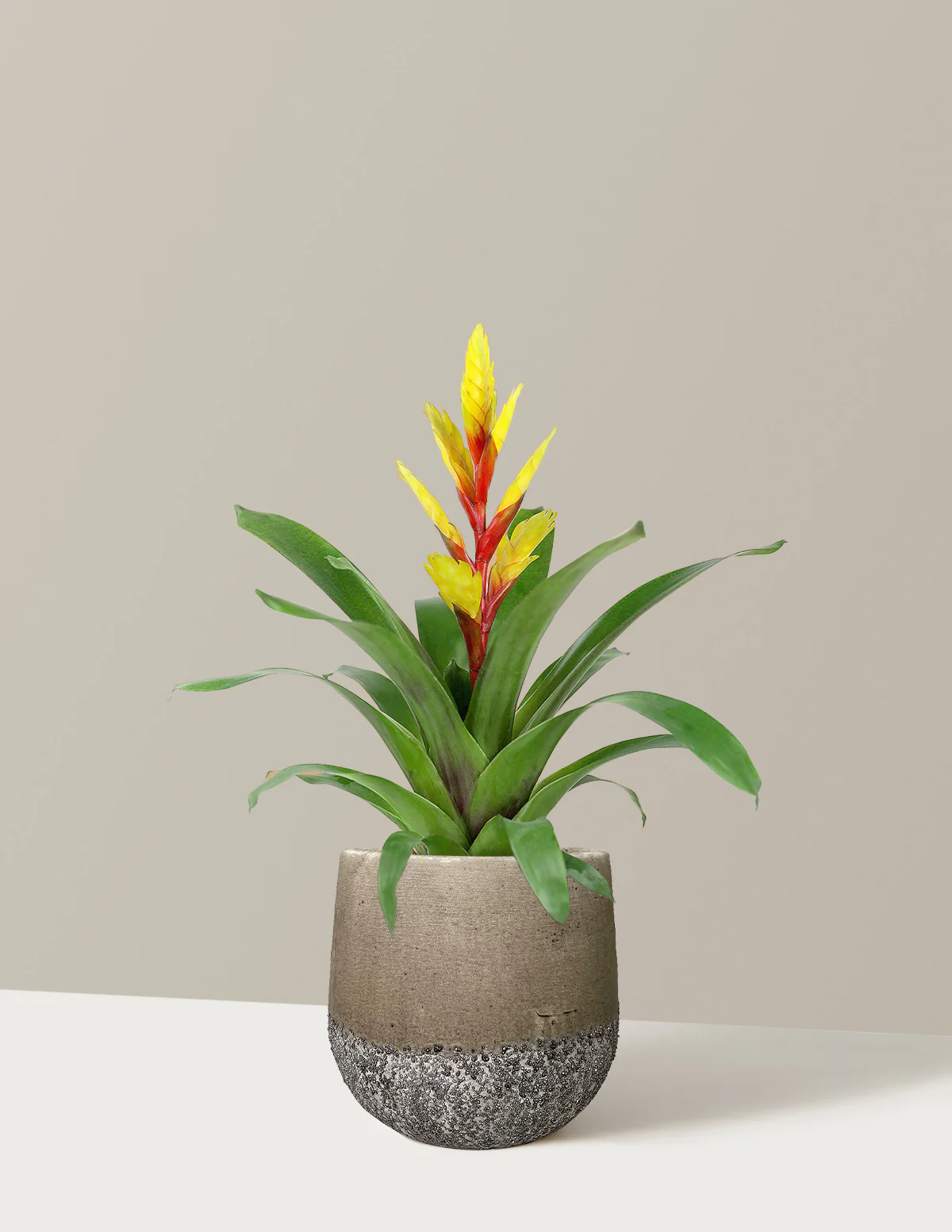 Bromeliad Vriesea Evita Yellow - Image 6
