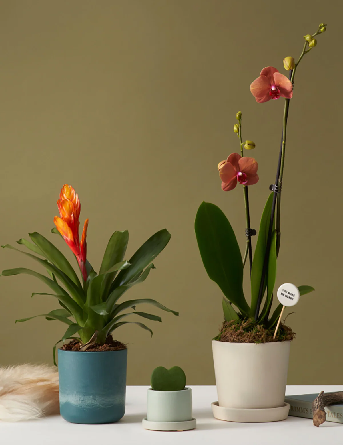 Sunrise Orchid - Image 3