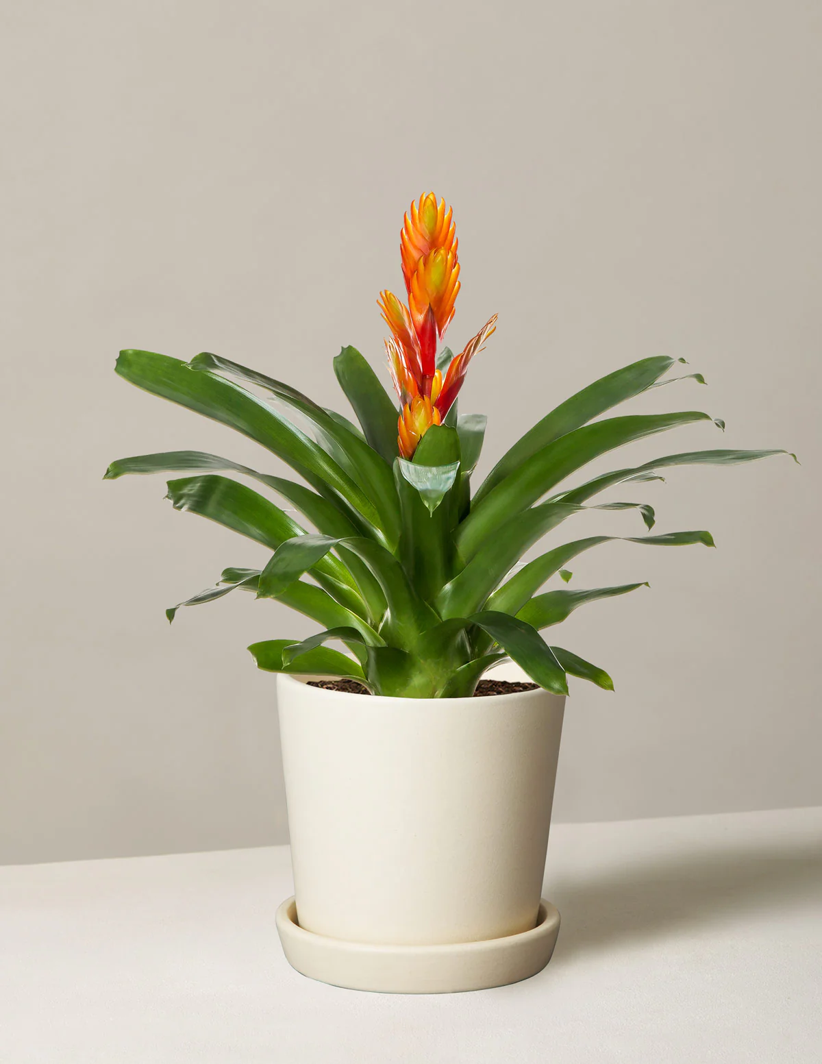 Bromeliad Vriesea Intenso Orange - Image 4