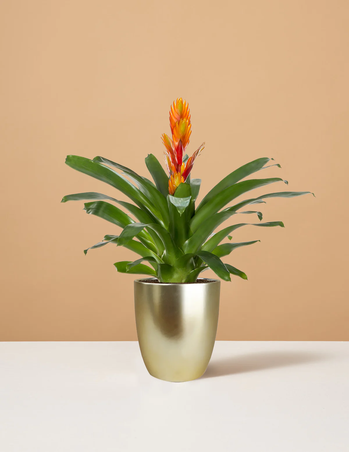Bromeliad Vriesea Intenso Orange - Image 5