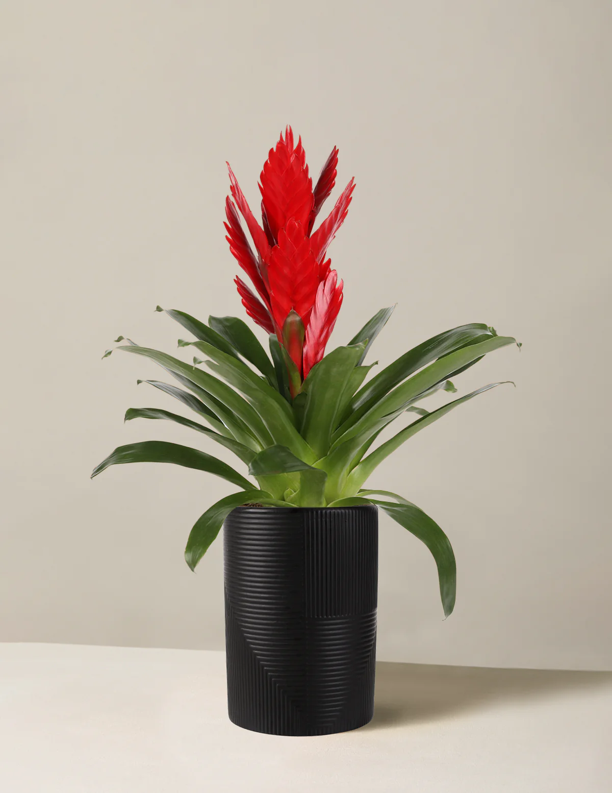 Bromeliad Vriesea Intenso Red - Image 5