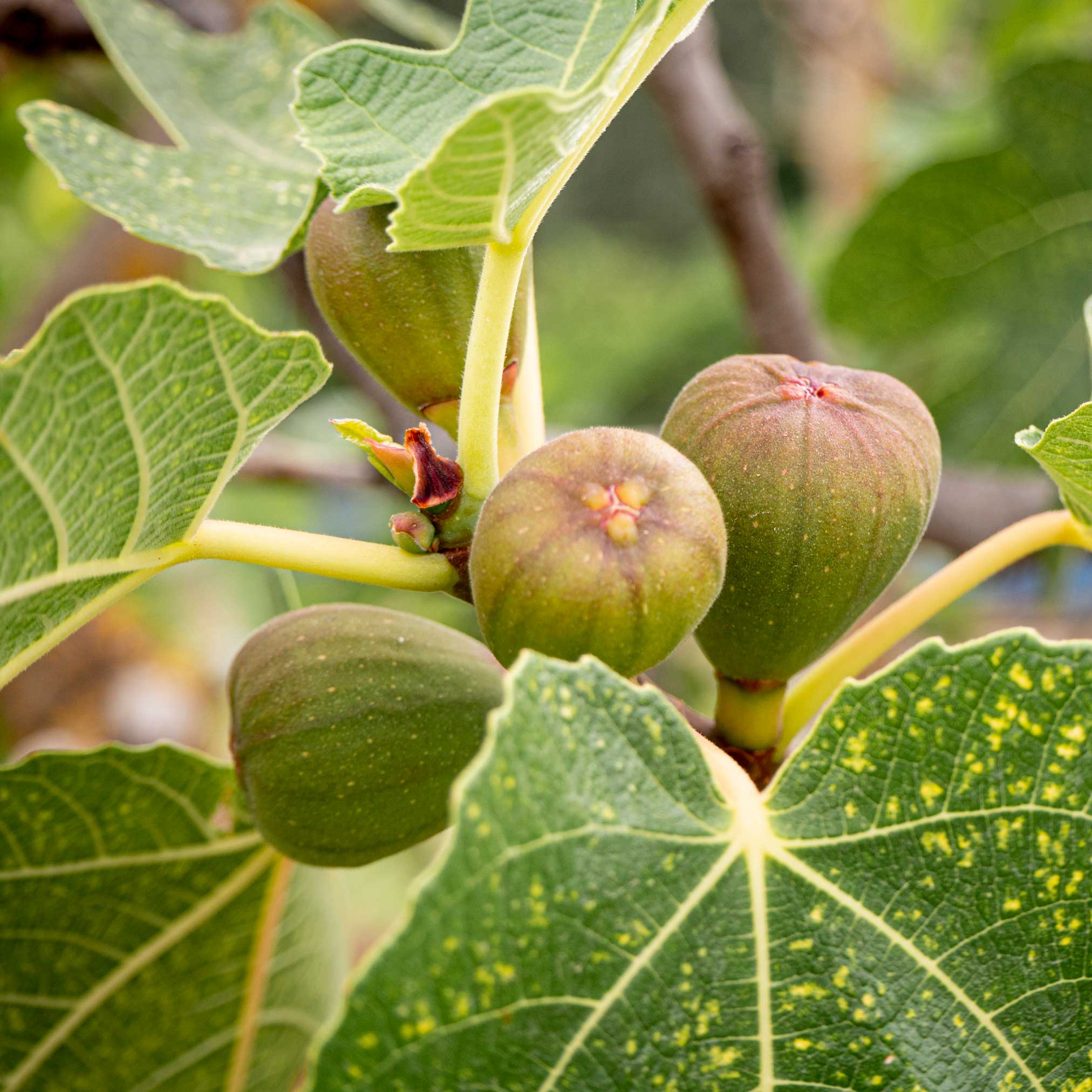 Brown Turkey Fig - Image 2