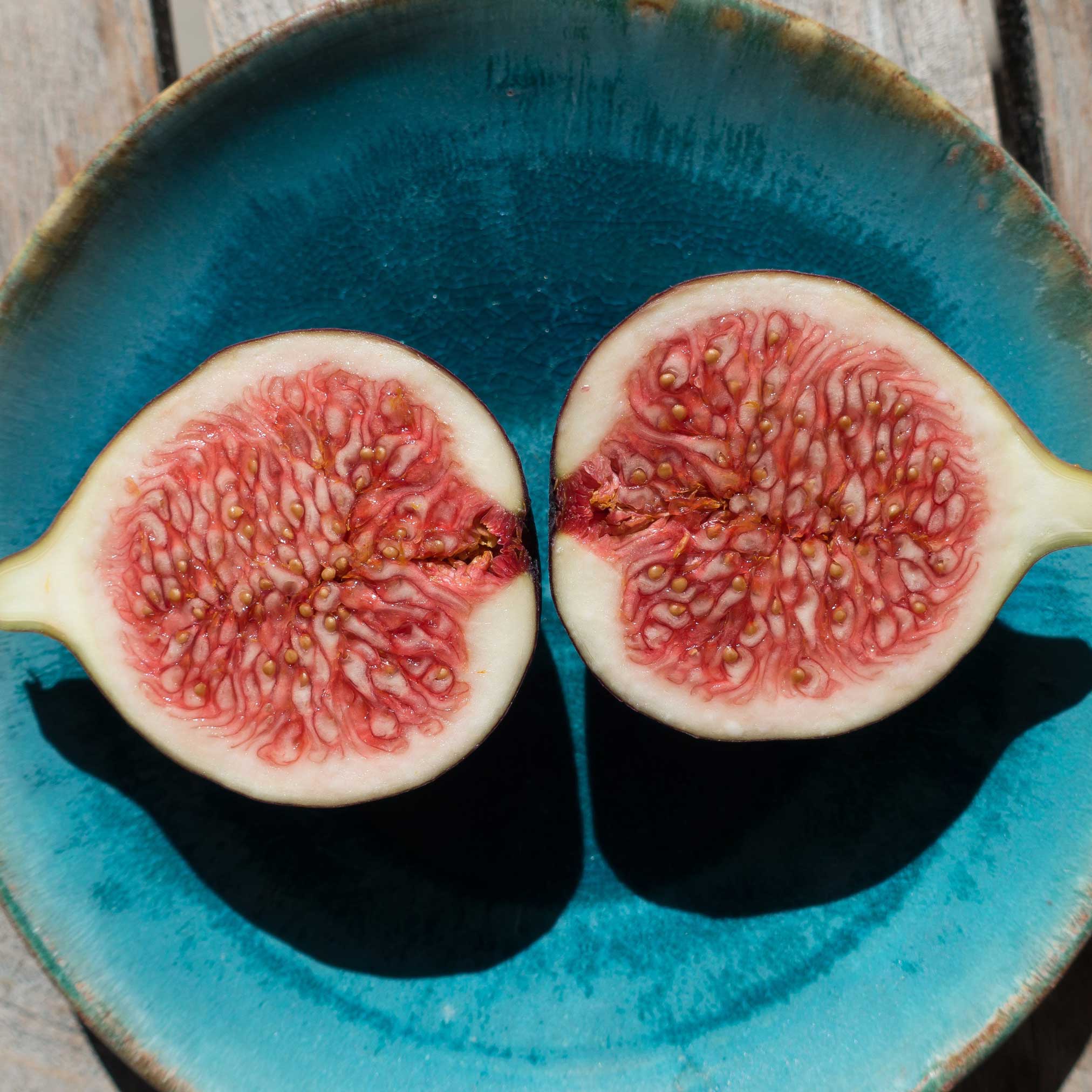Brown Turkey Fig - Image 3