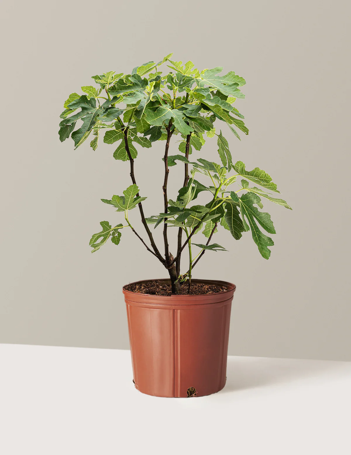 Brown Turkey Fig - Image 4