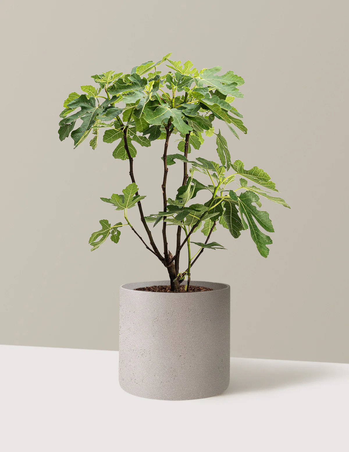 Brown Turkey Fig - Image 6
