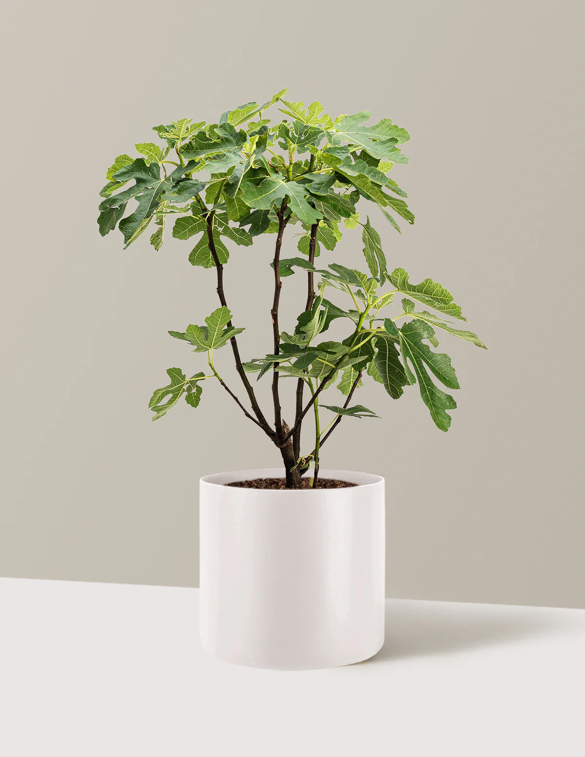 Brown Turkey Fig - Image 7
