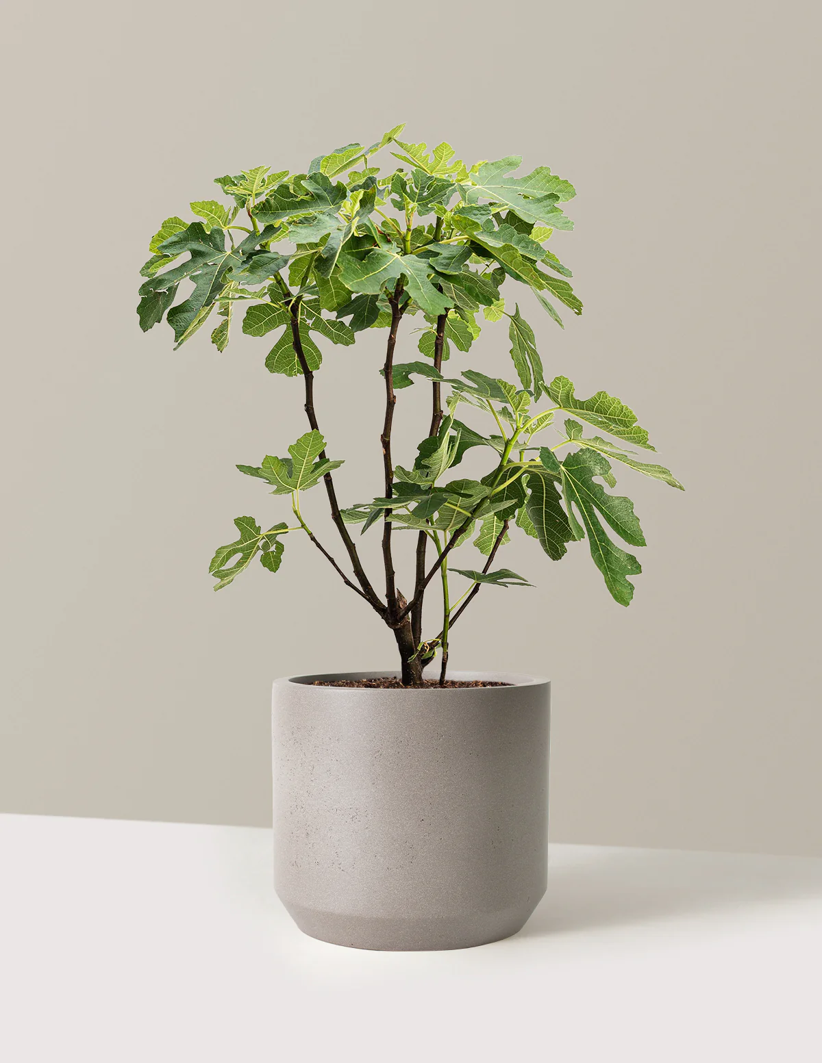 Brown Turkey Fig - Image 8
