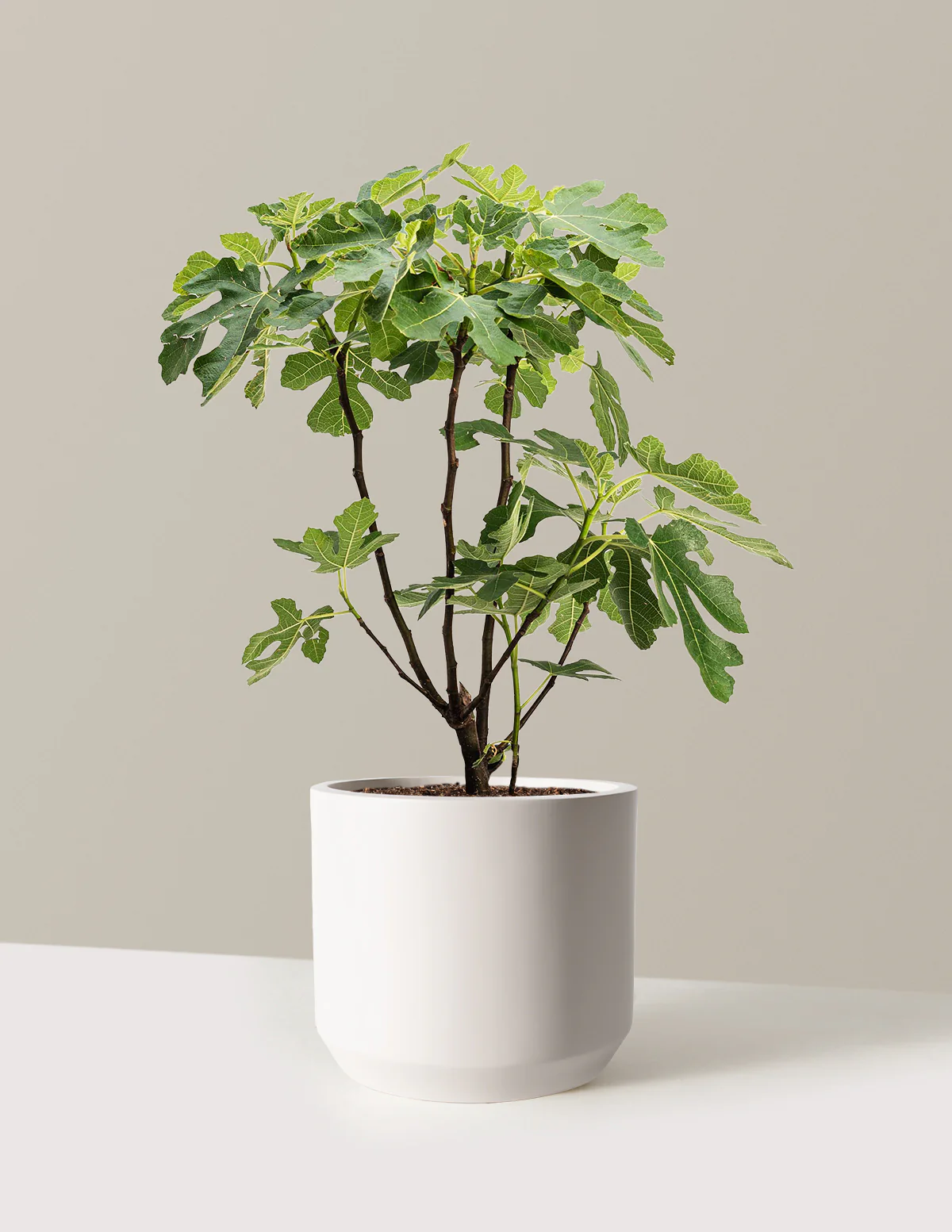 Brown Turkey Fig - Image 9