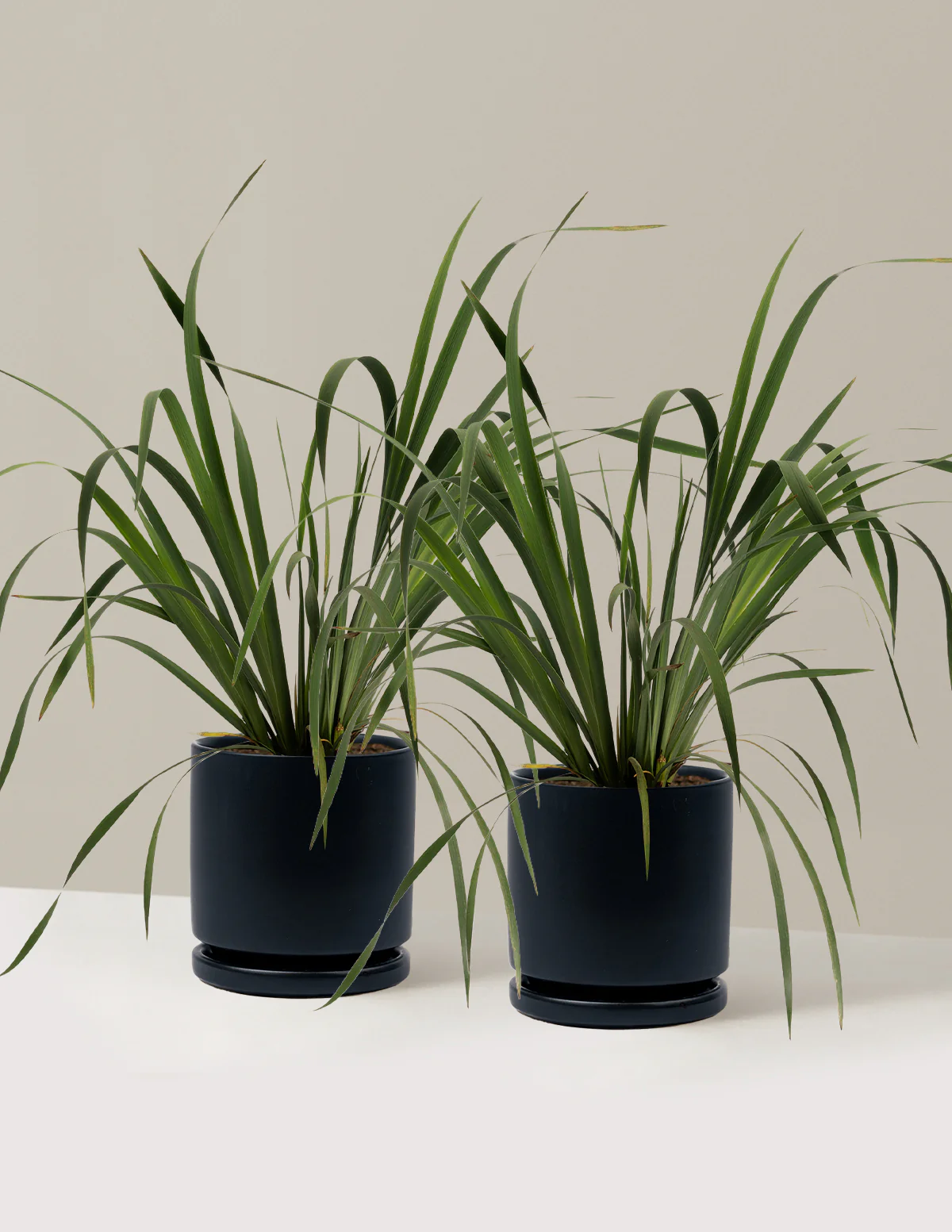 Butter & Sugar Siberian Iris - Image 15