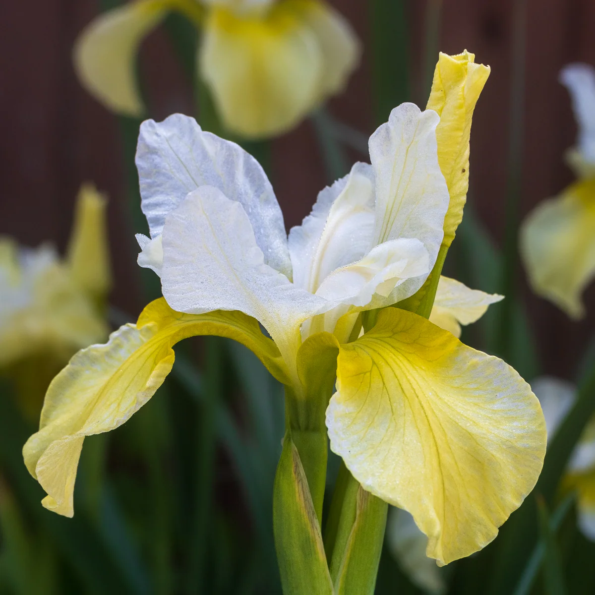 Butter & Sugar Siberian Iris - Image 2