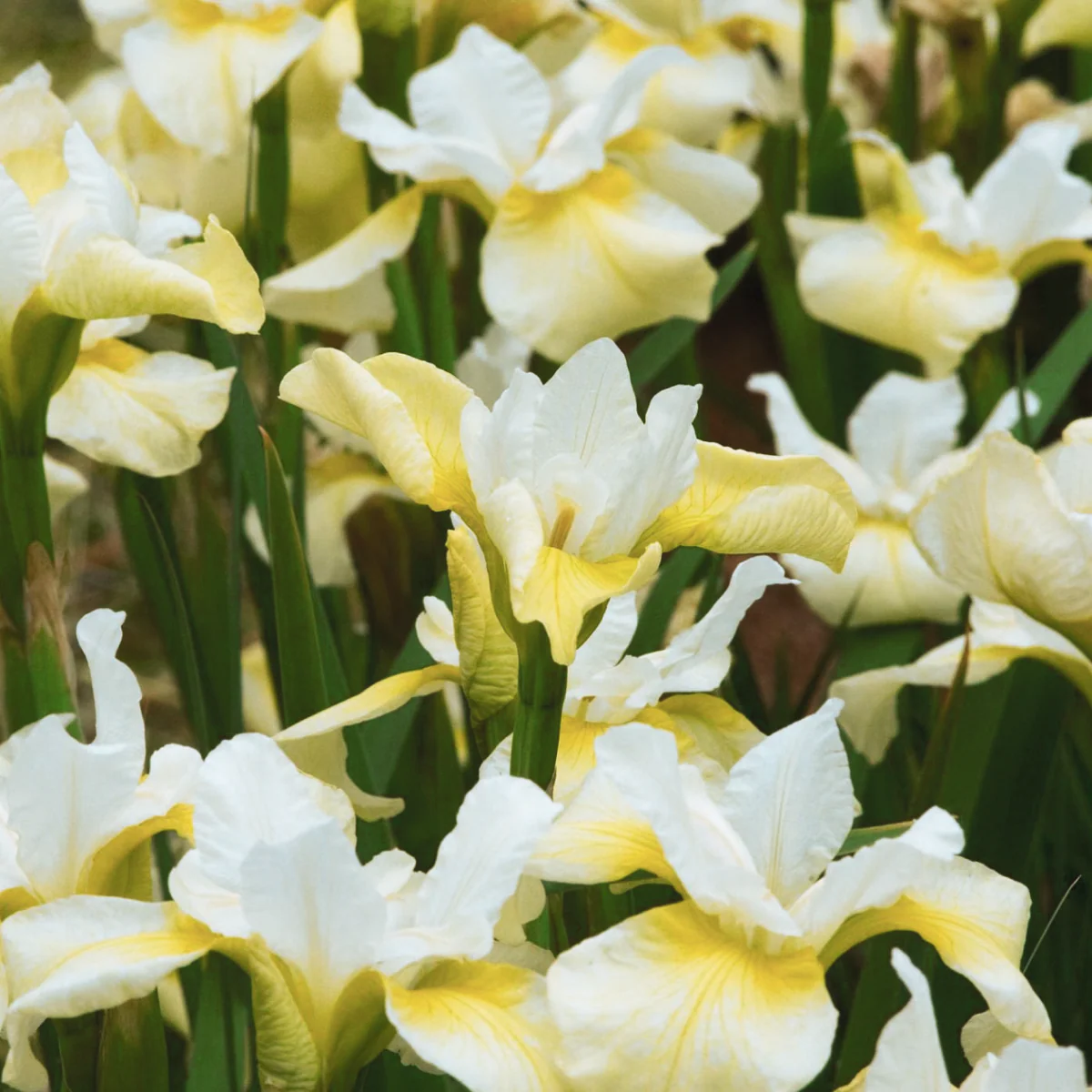 Butter & Sugar Siberian Iris - Image 3