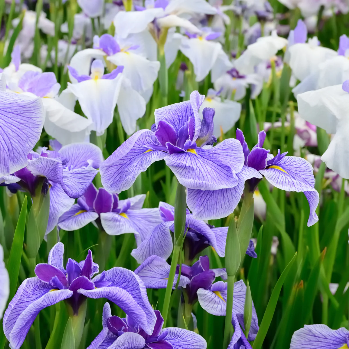 Butterflies in Flight Japanese Iris - Image 2