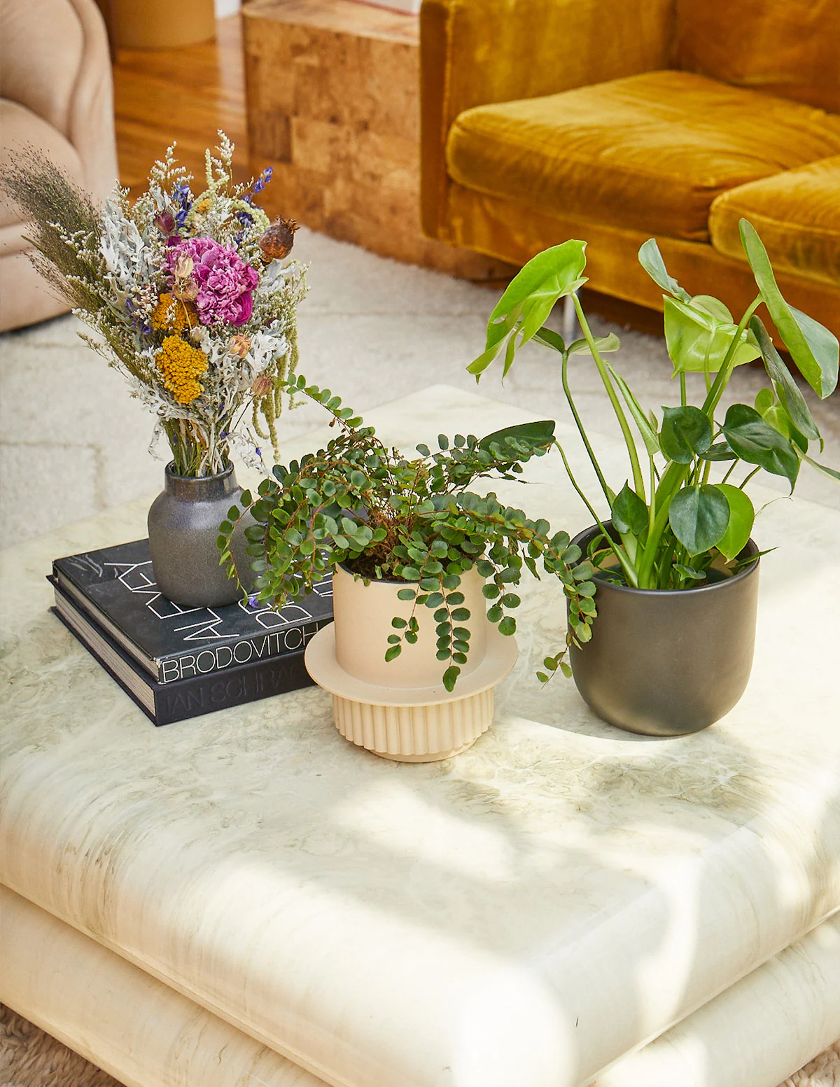 Button Fern - Image 2