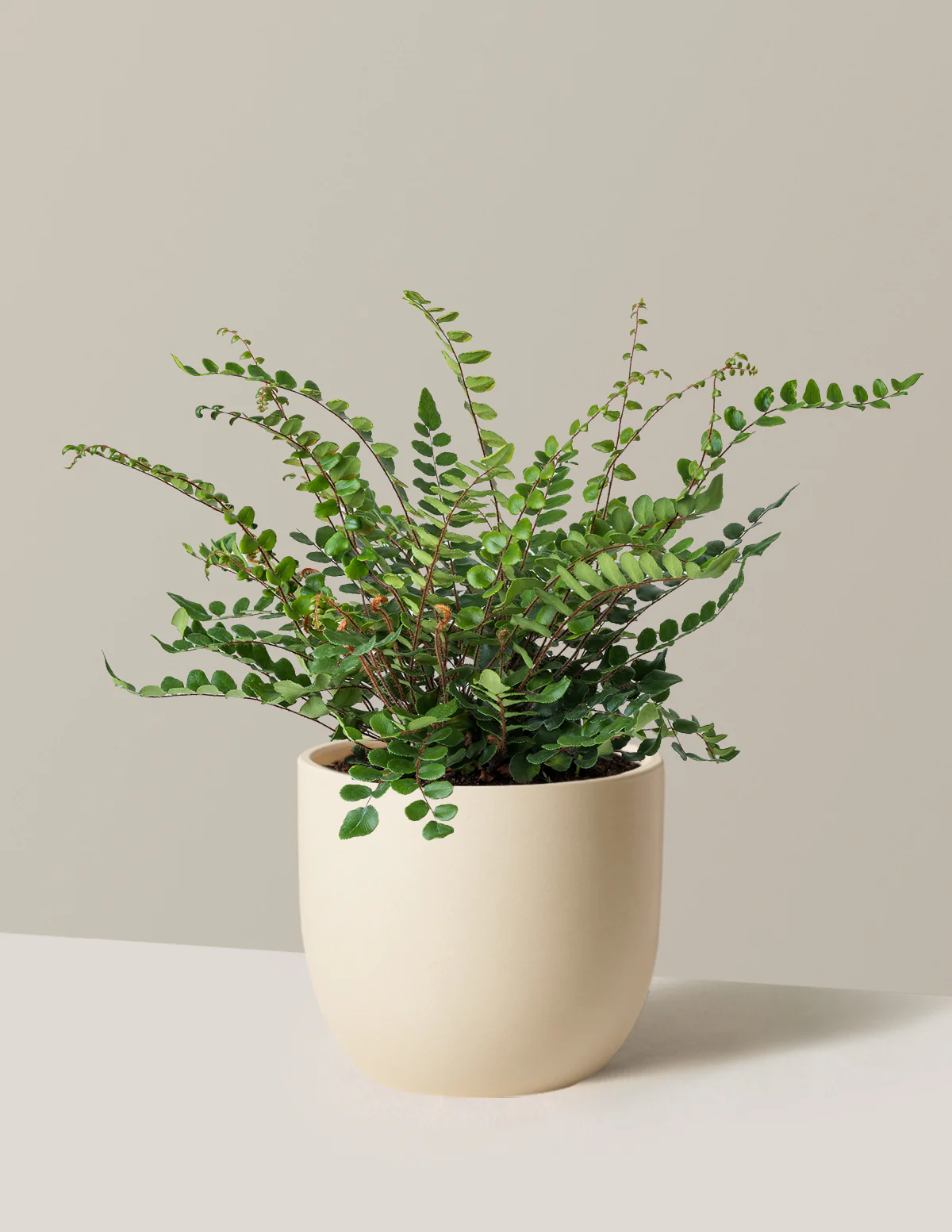 Button Fern - Image 6