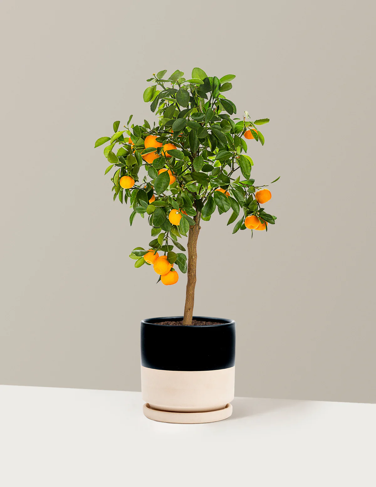 Calamondin Orange Bush - Image 10