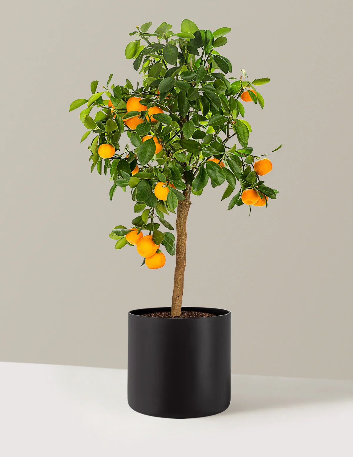 Calamondin Orange Bush - Image 14