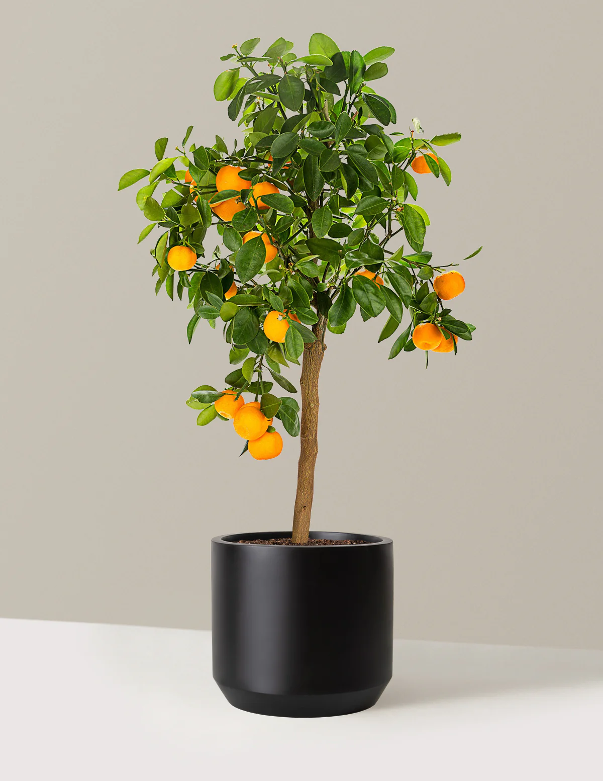 Calamondin Orange Bush - Image 17