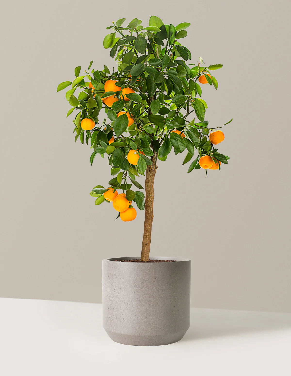 Calamondin Orange Bush - Image 18