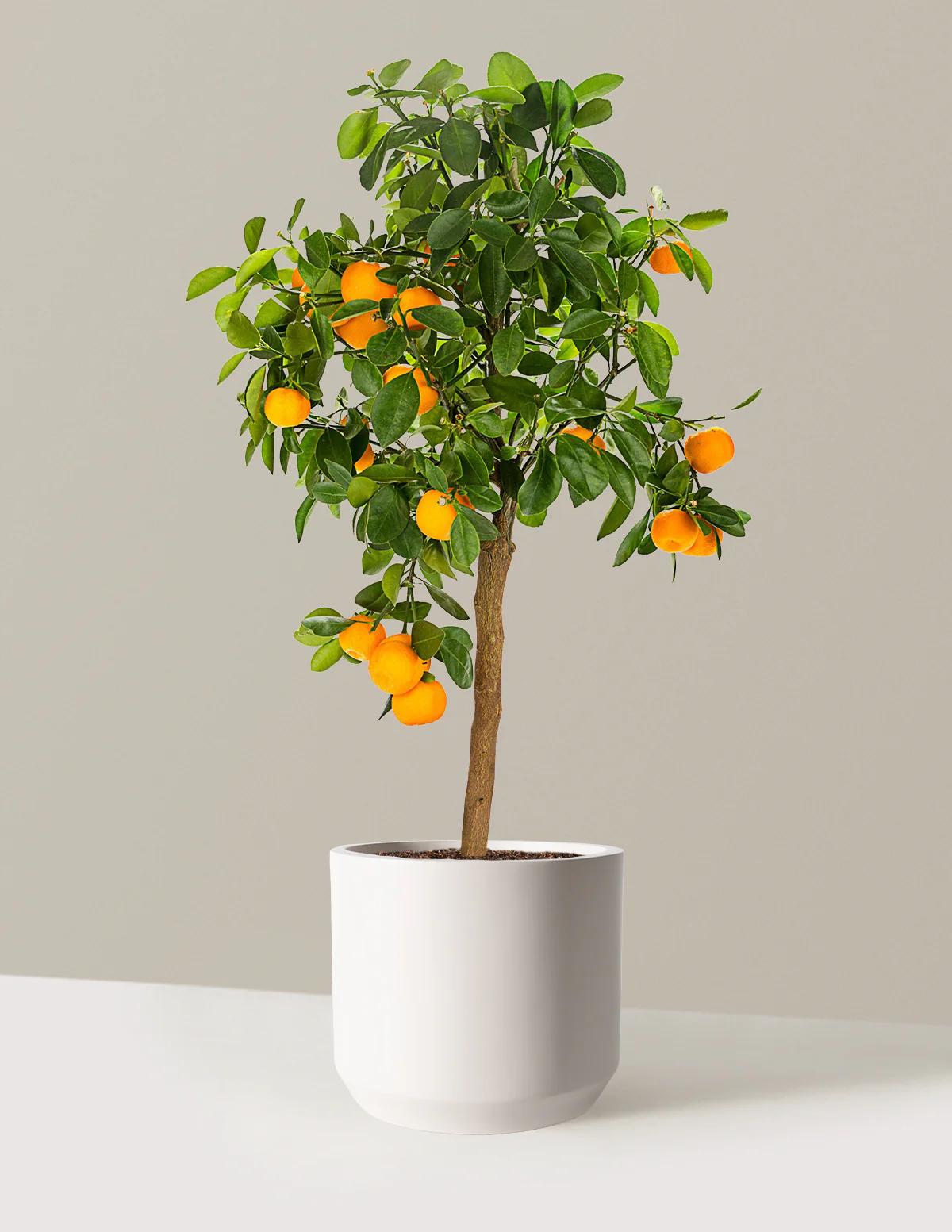 Calamondin Orange Bush - Image 19