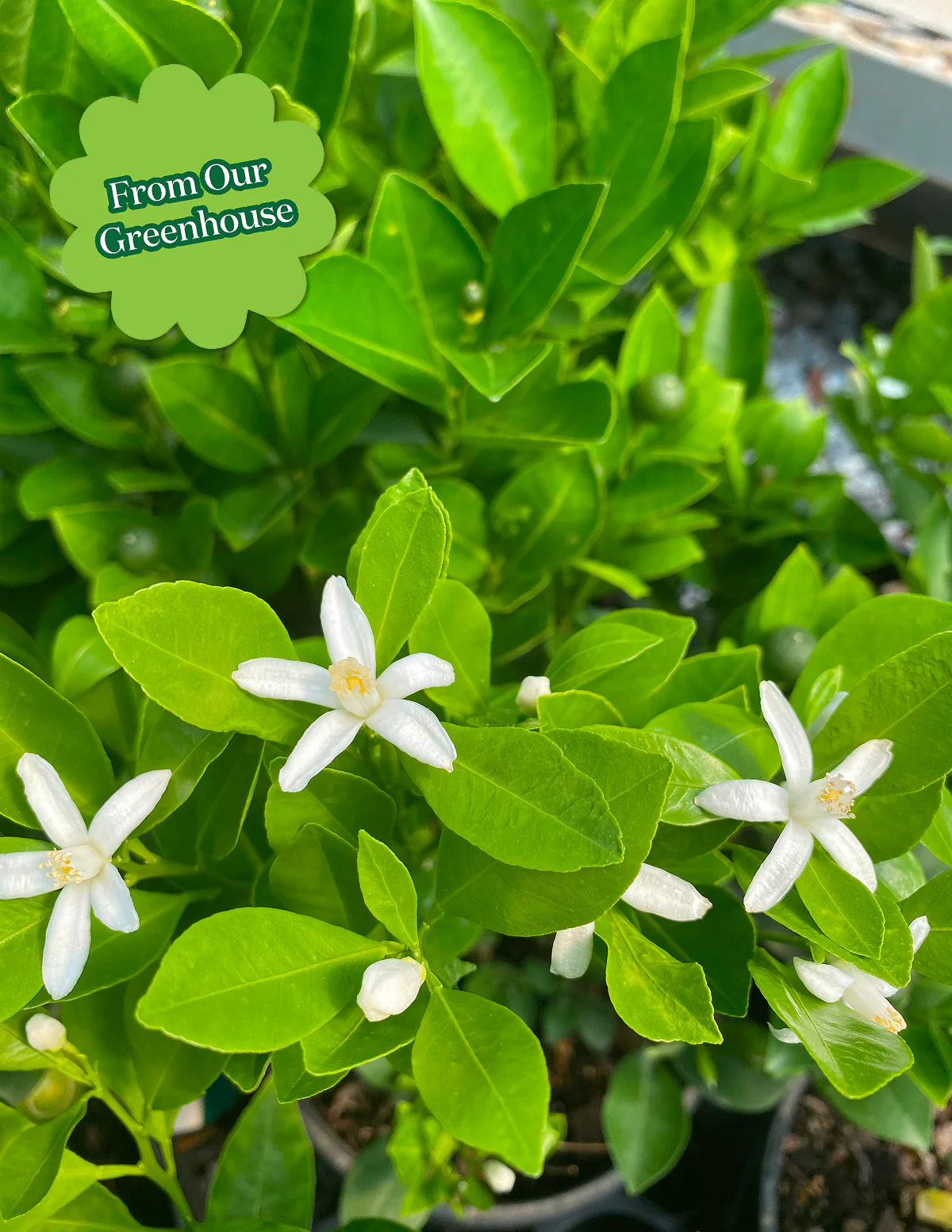 Calamondin Orange Bush - Image 4