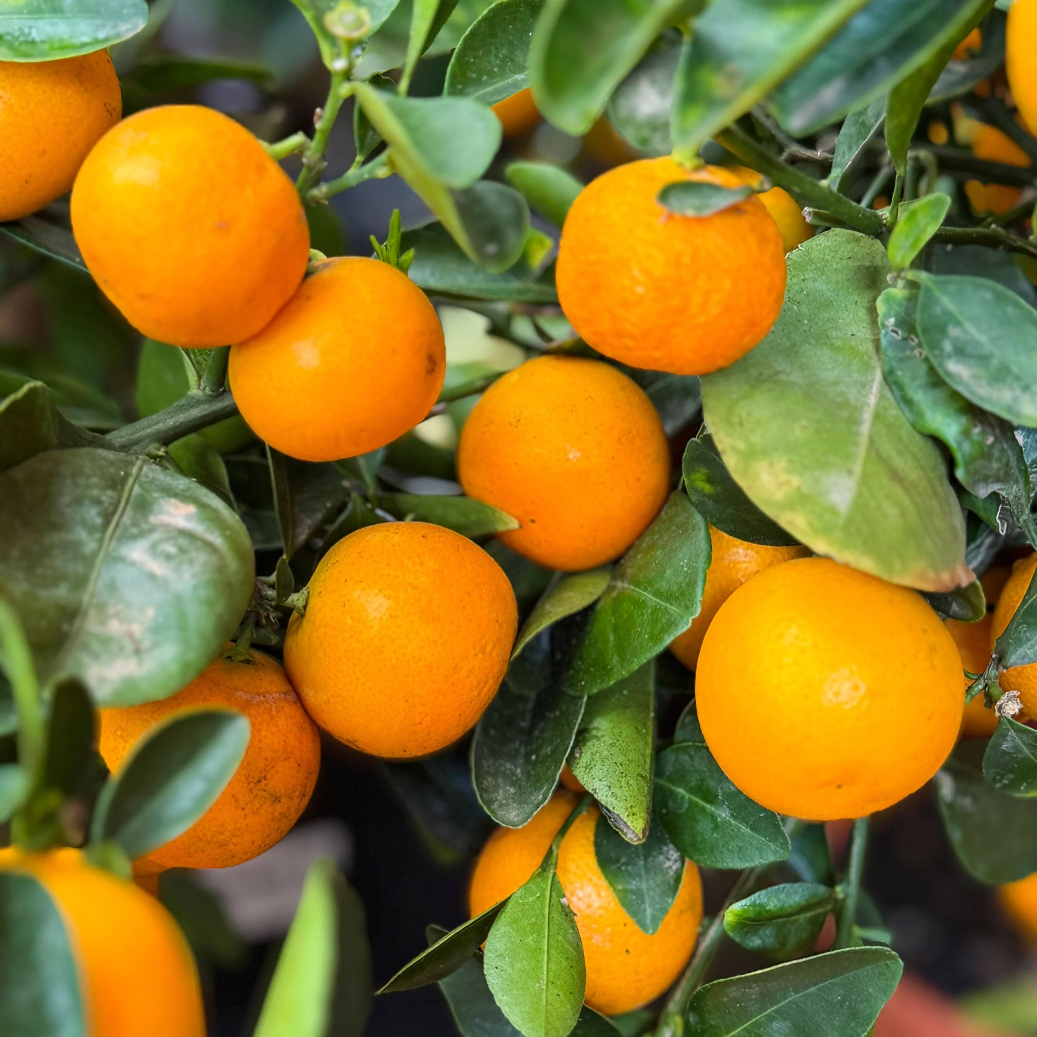 Calamondin Orange Bush - Image 5