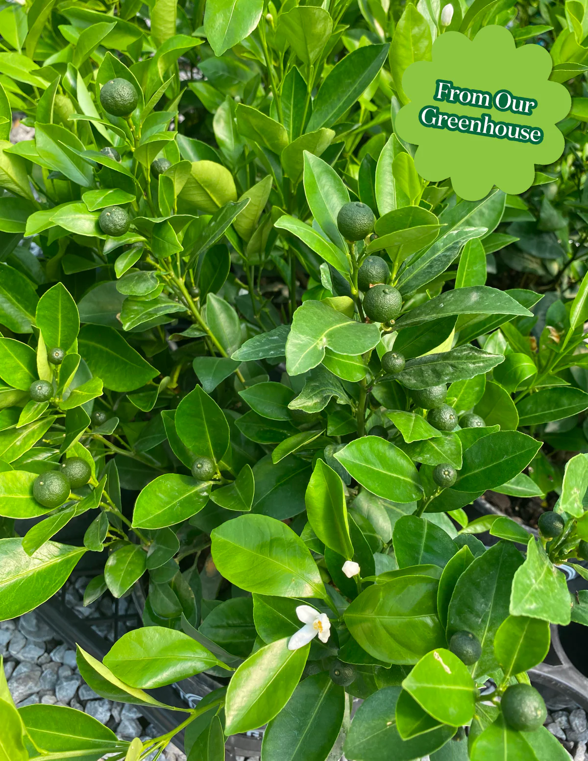 Calamondin Orange Bush - Image 6