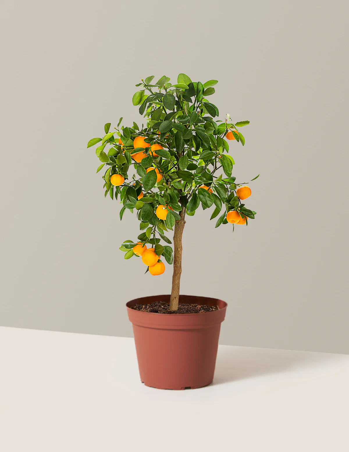 Calamondin Orange Bush - Image 7