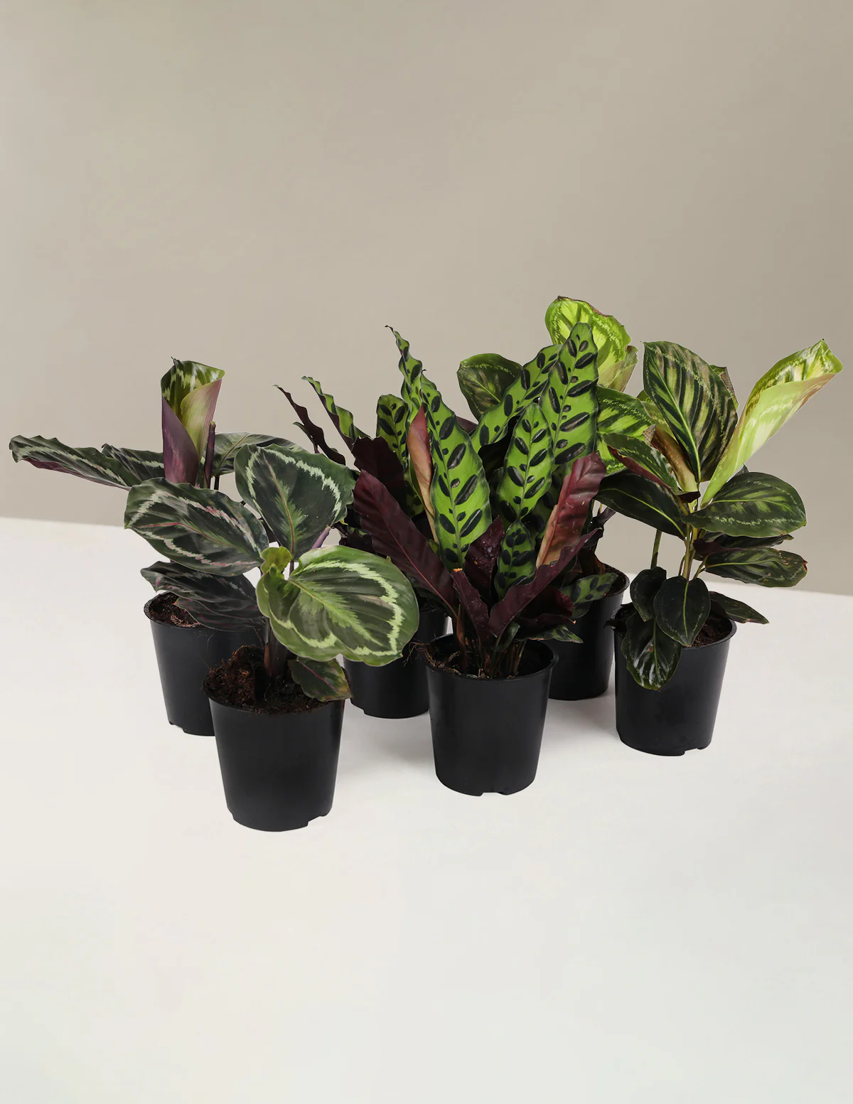Patterned Calathea Party Pack