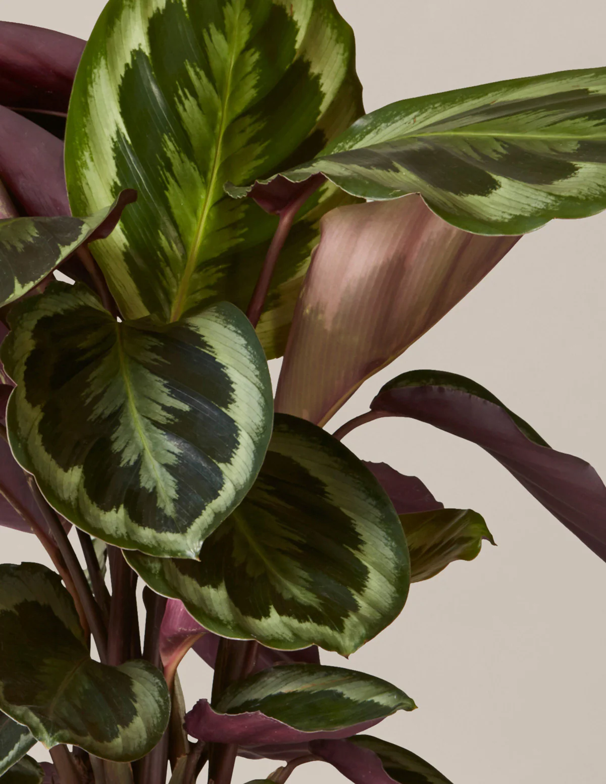 Calathea Medallion - Image 3