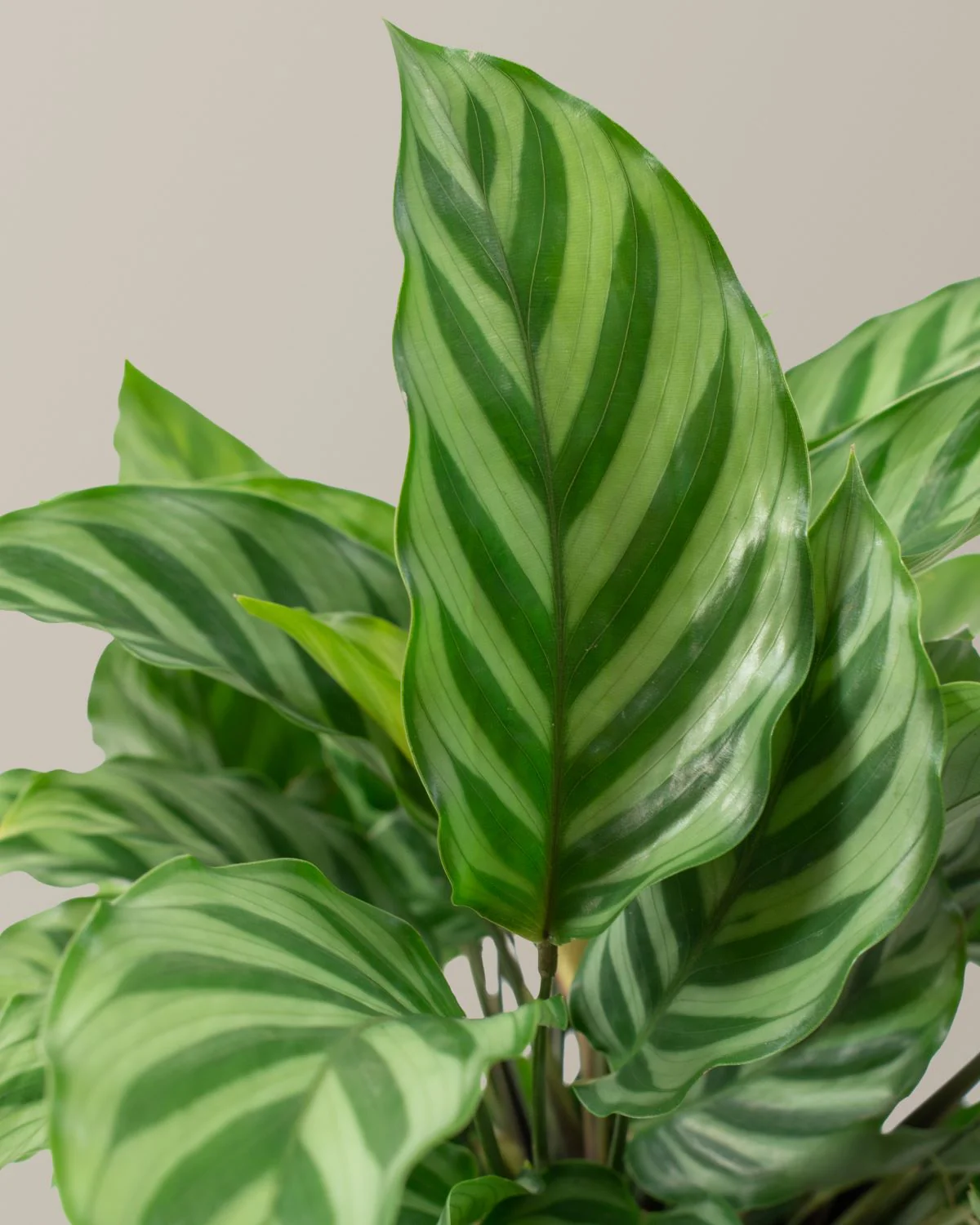 Patterned Calathea Party Pack - Image 4