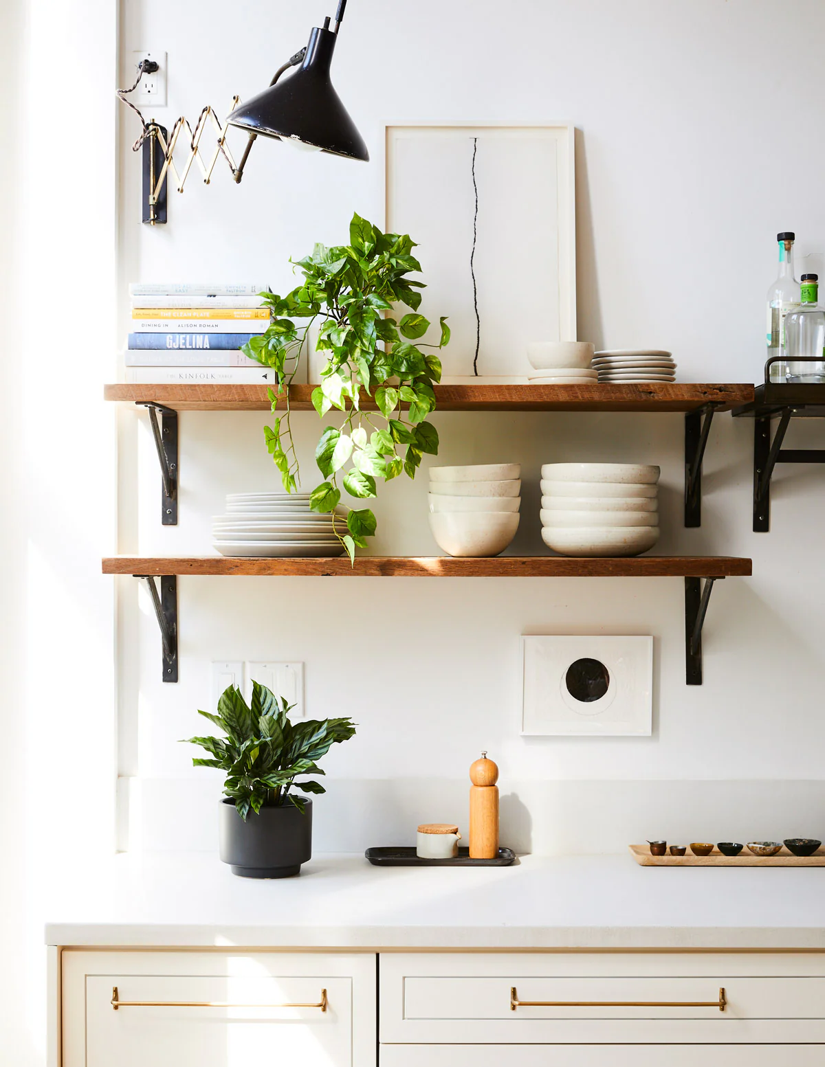 Patterned Calathea Party Pack - Image 6