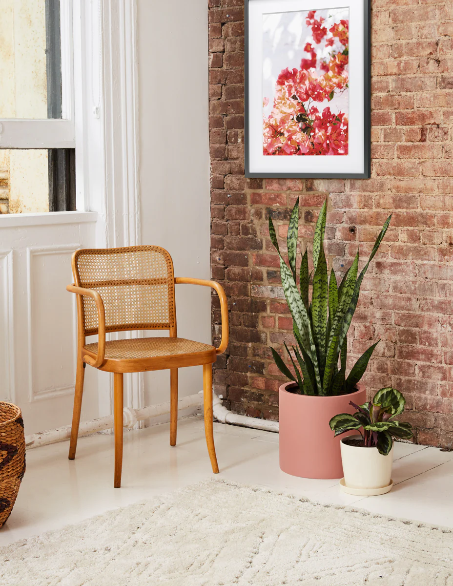 Patterned Calathea Party Pack - Image 7