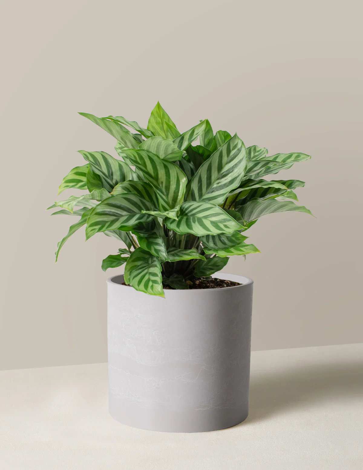 Calathea Freddie - Image 10