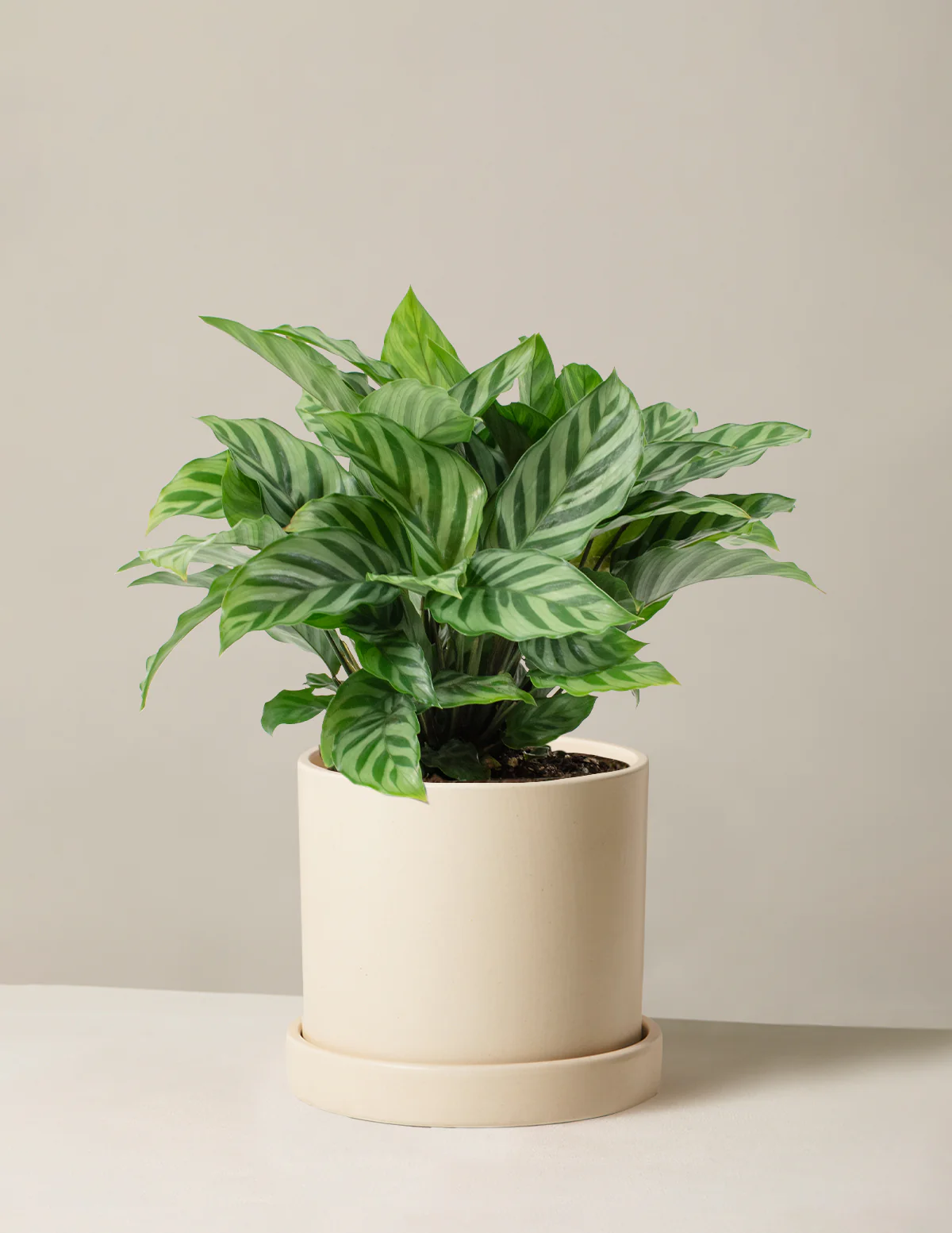 Calathea Freddie - Image 5