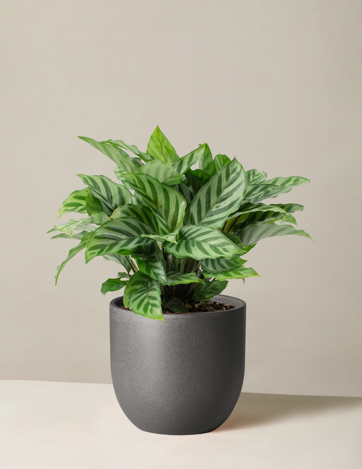 Calathea Freddie - Image 6